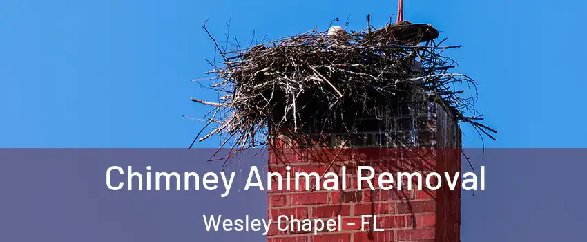 Chimney Animal Removal Wesley Chapel - FL