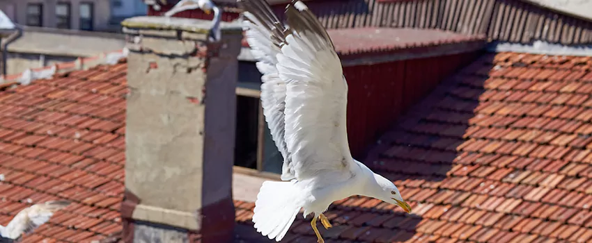 Residential Chimney Animal Removal Solution in Wesley Chapel, FL